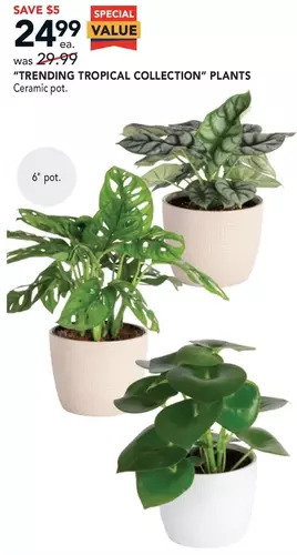 Lowe's "Trending Tropical Collection" Plants offer