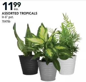 Lowe's Assorted Tropicals offer