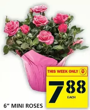 Food Basics 6" Mini Roses offer