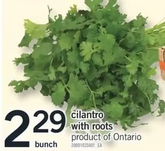 Fortinos Cilantro with Roots offer