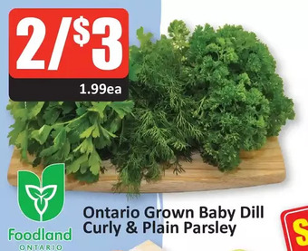 Starsky Ontario Grown Baby Dill Curly & Plain Parsley offer