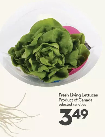 Longo's Fresh Living Lettuces offer