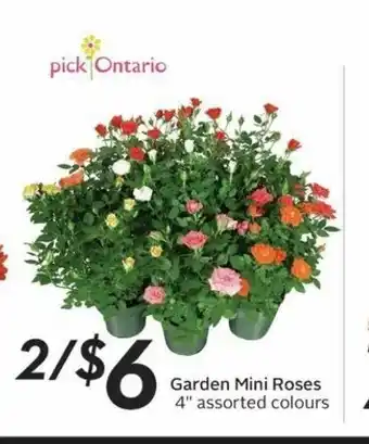 Sobeys Garden Mini Roses offer