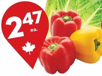 Giant Tiger 3 pack Rainbow Peppers offer