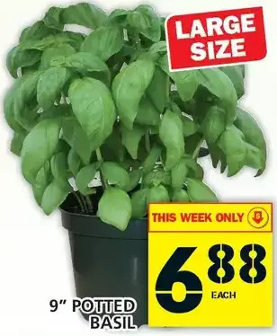Food Basics 9" Potted Basil offer