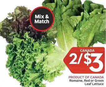 Foodland Romaine, Red or Green Leaf Lettuce offer