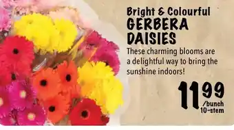 Farm Boy Gerbera Daisies offer