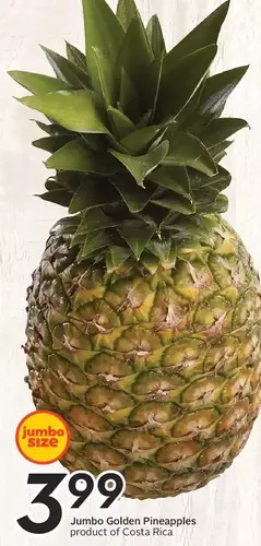 Jumbo Golden Pineapples