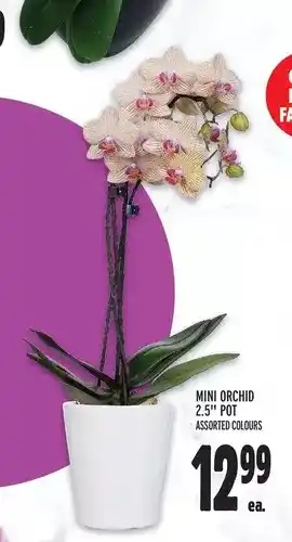 Metro Mini Orchid 2.5" Pot offer