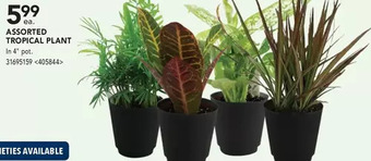 RONA Tropical Plant offer