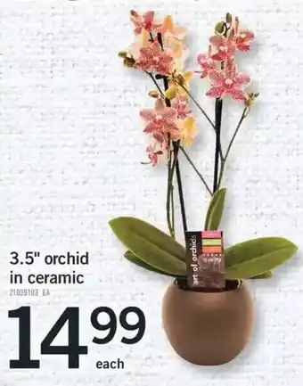 Fortinos 3.5" Orchid in Ceramic offer