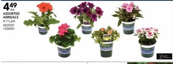 RONA Assorted Annuals offer