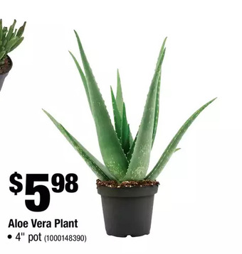 Aloe Vera Plant