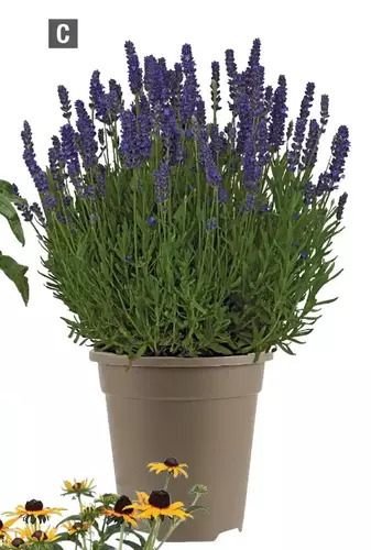 Home Depot Lavender offer