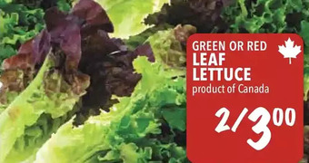 Farm Boy Green or Red Leaf Lettuce offer