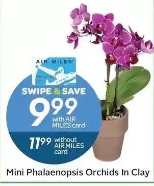 Sobeys Mini Phalaenopsis Orchids in Clay offer