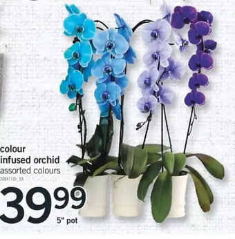 Fortinos Colour Infused Orchid offer