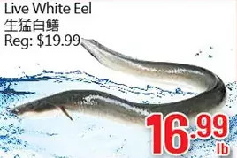 Hong Tai Supermarket Live White Eel offer