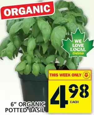 Food Basics 6" Organic Potted Basil offer