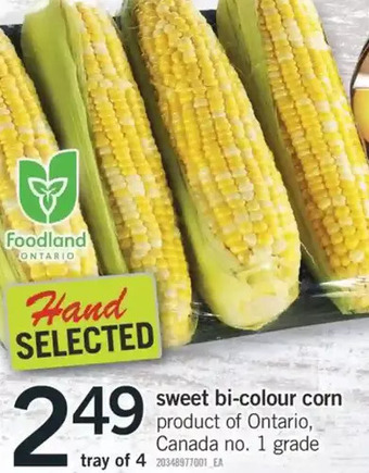Fortinos Sweet Bi-Colour Corn offer