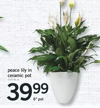 Fortinos Peace Lily in Ceramic Pot offer