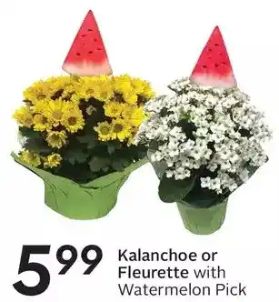 Sobeys Kalanchoe or fleurette with watermelon pick offer