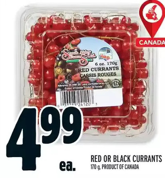 Metro Red or black currants offer