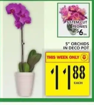 Food Basics Orchids In Deco pot offer