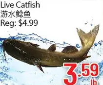 Hong Tai Supermarket Live catfish offer
