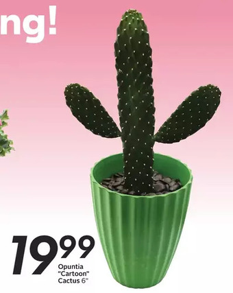 Sobeys Opuntia "cartoon" cactus offer