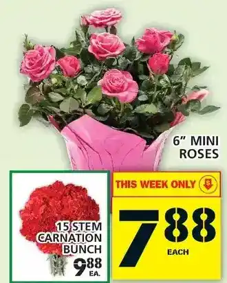 Food Basics 6" mini roses | 15 stem carnation bunch offer