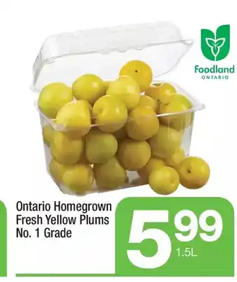Highland Farms Fresh yellow plums offer