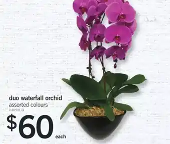 Fortinos Duo waterfall orchid offer