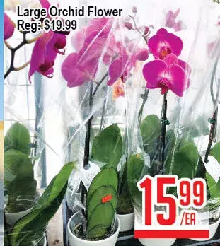 Skyland Foodmart Large orchid flower offer