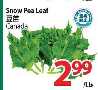 T&T Supermarket Snow pea leaf offer