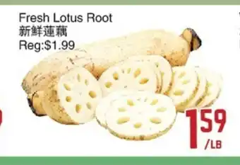 Fresh Lotus Root