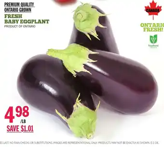 Fresh Baby Eggplant