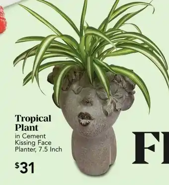 Urban Fare Tropical Plant offer