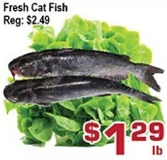 Top Food Supermarket Fresh Cat Fish offer