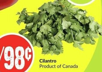 FreshCo Cilantro offer