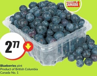 FreshCo Blueberries Pint offer