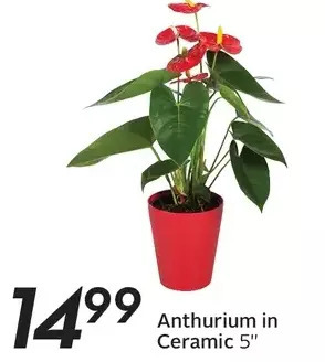 Sobeys Anthurium in ceramic offer