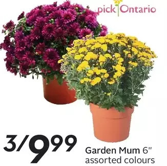 Sobeys Garden mum 6" offer