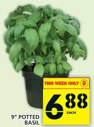 Food Basics 9" potted basil offer