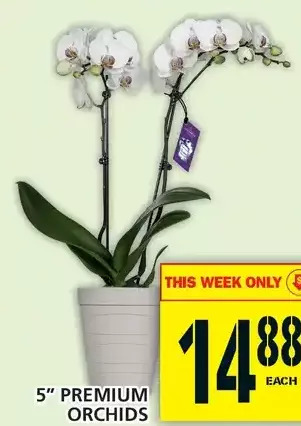 Food Basics 5" premium orchids offer
