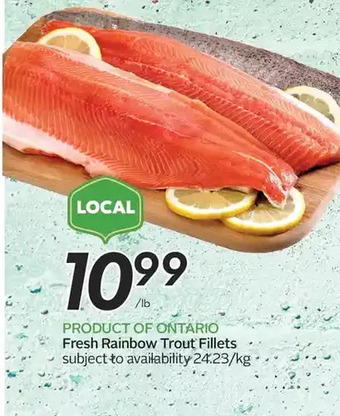 Fresh rainbow trout fillets