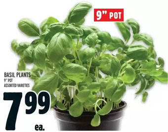 Metro Basil plants offer