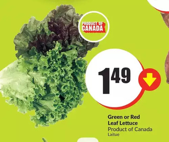 FreshCo Green or red leaf lettuce offer