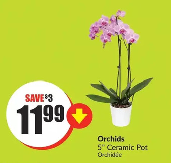 FreshCo Orchids offer