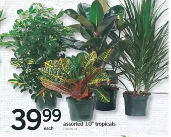 Fortinos 10" tropical offer